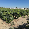 Finca segregada  de 5.500 m2 con viñedo en producción zona Venta Tocino 